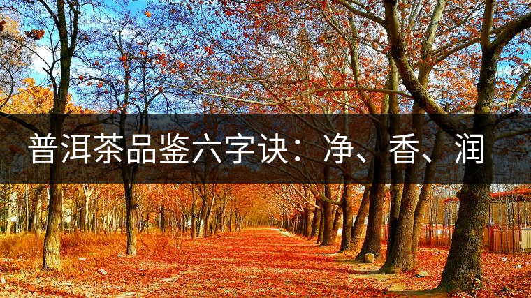 普洱茶品鑒六字訣：凈、香、潤、厚、甘、甜，帶你體驗普洱的魅力