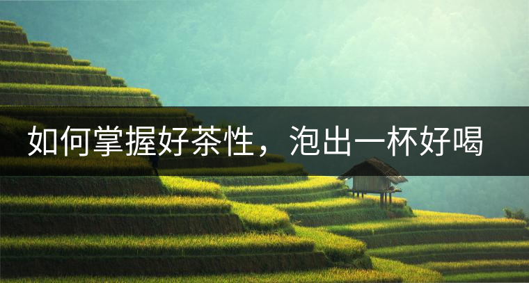 如何掌握好茶性，泡出一杯好喝的普洱熟茶？