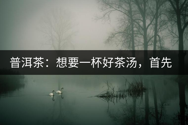 普洱茶：想要一杯好茶湯，首先要會醒茶