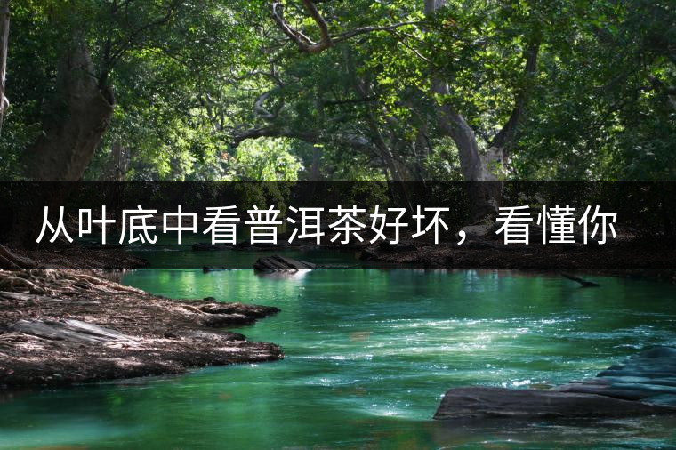 從葉底中看普洱茶好壞，看懂你就是真正的茶界高手！