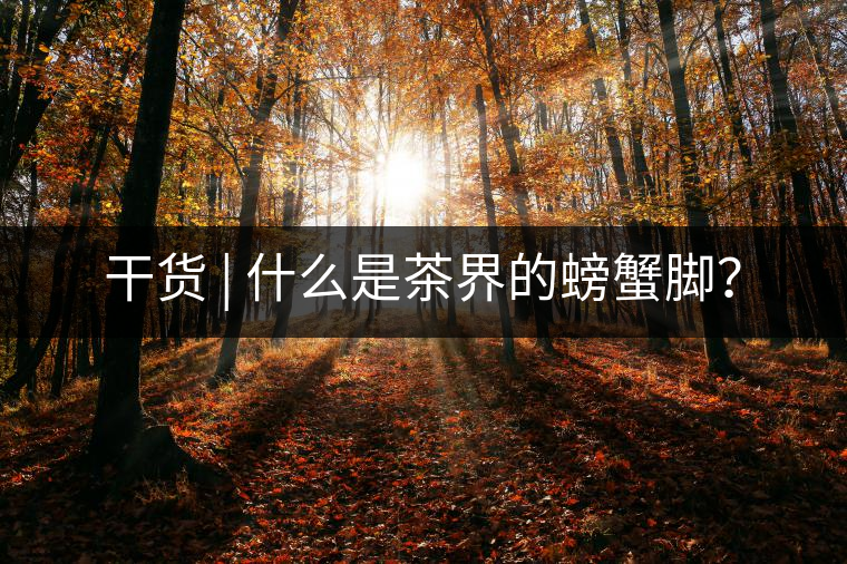 干貨 | 什么是茶界的螃蟹腳？