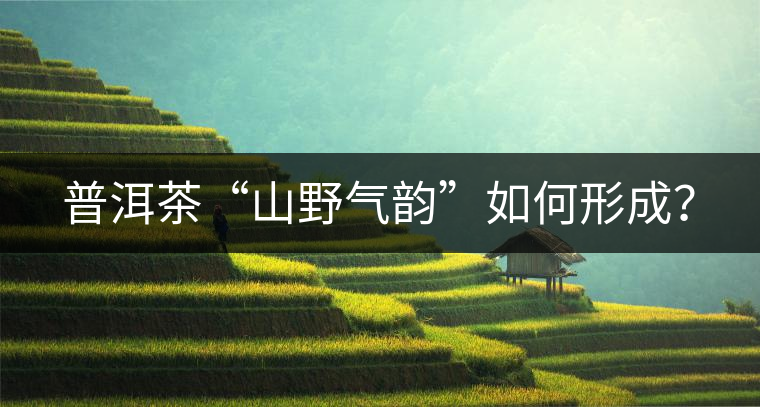 普洱茶“山野氣韻”如何形成？