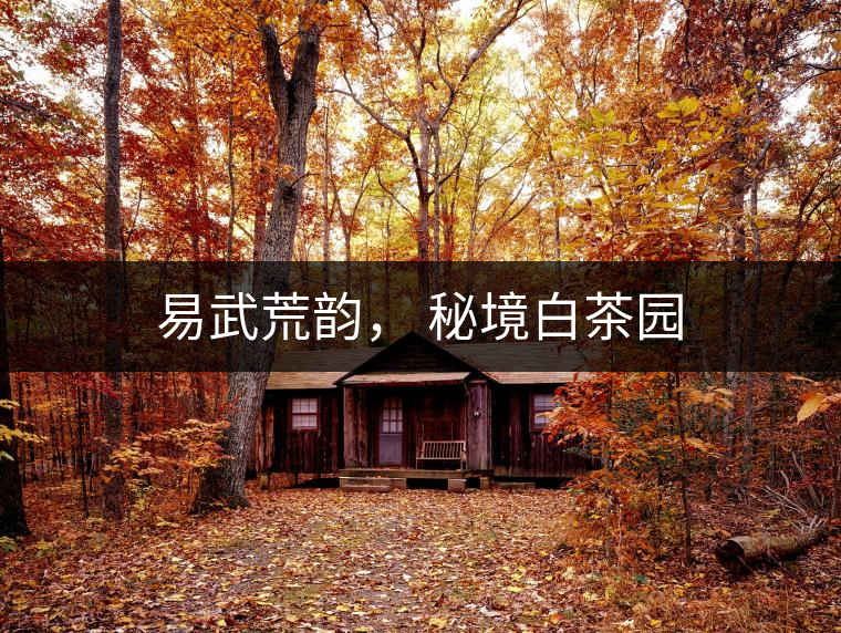 易武荒韻, 秘境白茶園 易武荒韻, 秘境白茶園