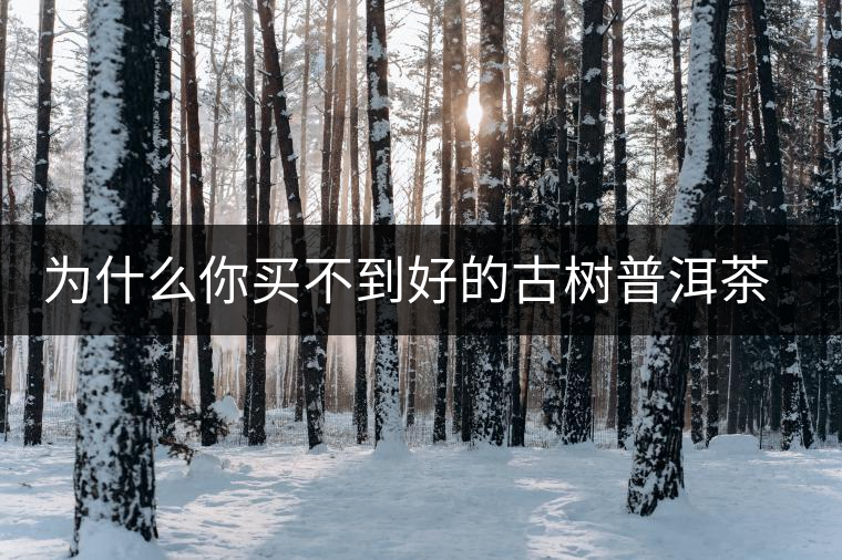 為什么你買不到好的古樹普洱茶？買茶防坑指南，看完就有收獲！