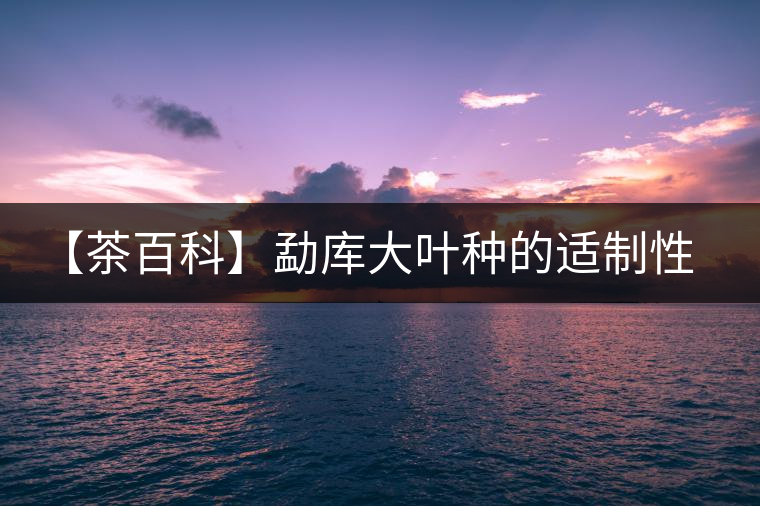 【茶百科】勐庫大葉種的適制性。