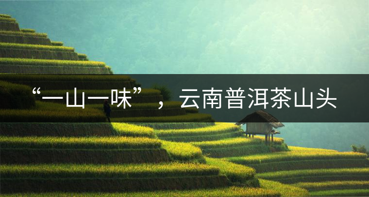 “一山一味”，云南普洱茶山頭茶的真實(shí)意義！