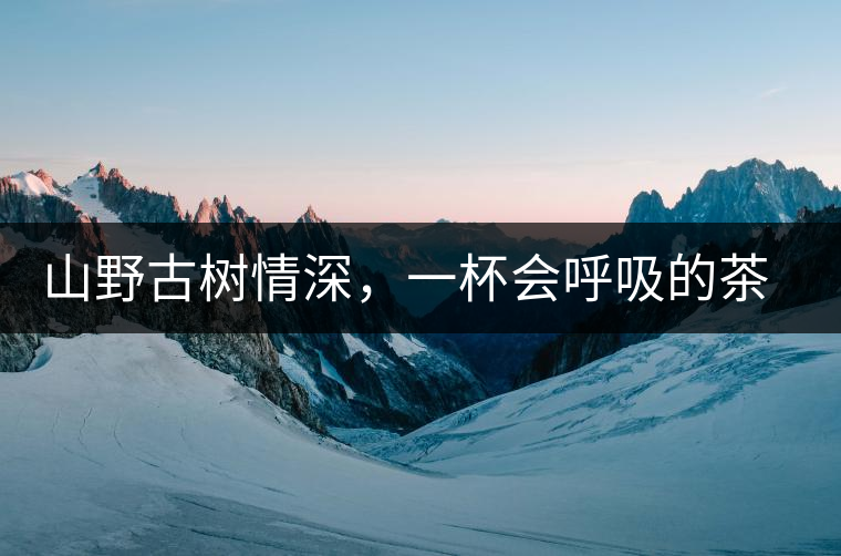 山野古樹情深，一杯會呼吸的茶滋味