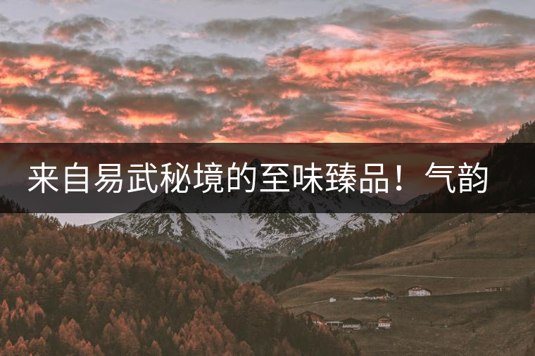 來自易武秘境的至味臻品！氣韻強勁，余韻深邃，一口喚醒你的味蕾~