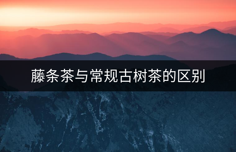 藤條茶與常規(guī)古樹茶的區(qū)別