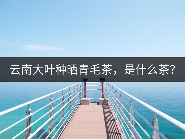 云南大葉種曬青毛茶，是什么茶？
