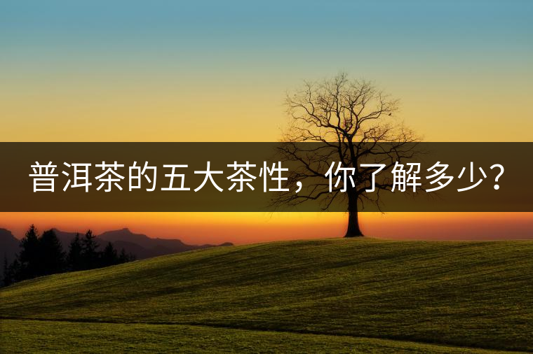 普洱茶的五大茶性，你了解多少？