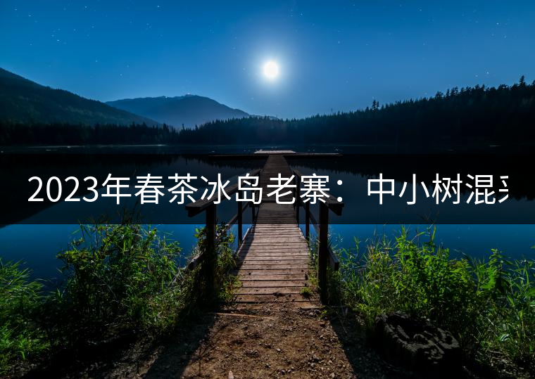 2023年春茶冰島老寨：中小樹混采2500-3000元／公斤，大樹：7000-8000元／公斤，古樹混采：28000-36000元／公斤