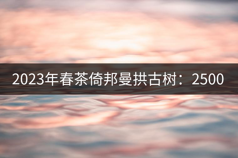 2023年春茶倚邦曼拱古樹：2500-3000元／公斤，貓耳朵6000元／公斤