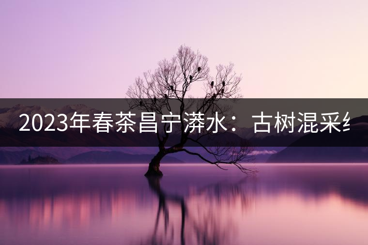 2023年春茶昌寧漭水：古樹混采純料480-600元／公斤，大樹360-420元／公斤，臺地260-300元／公斤，古樹單株均價(jià)880-1200元／公斤。