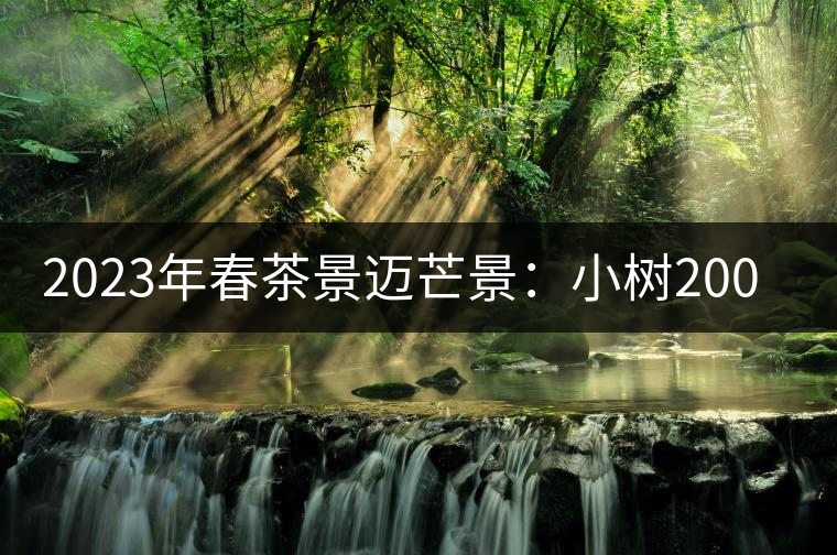2023年春茶景邁芒景：小樹200元／公斤，古樹：600-800元／公斤