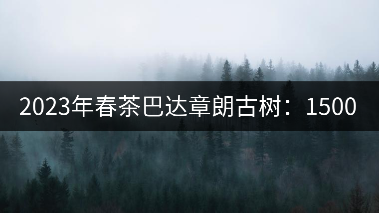 2023年春茶巴達(dá)章朗古樹：1500-1600元／公斤，喬木250元／公斤