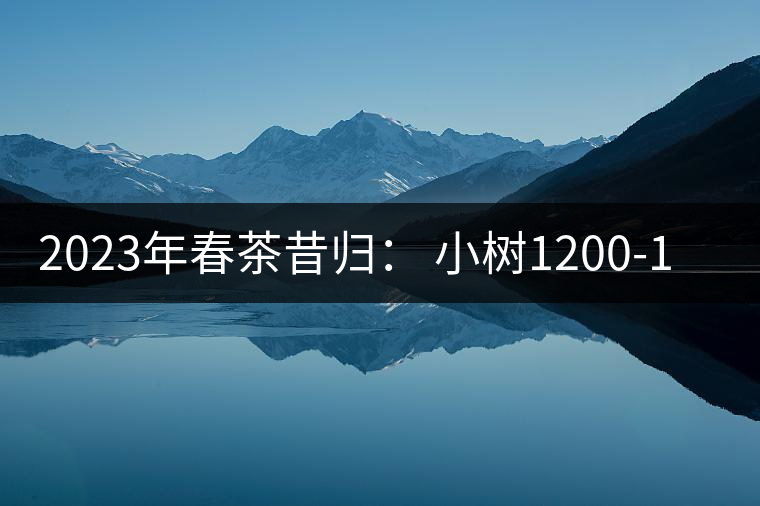 2023年春茶昔歸： 小樹1200-1600元／公斤，大樹4500-5200元／公斤，古樹7500-9000元／公斤.