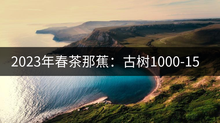 2023年春茶那蕉：古樹1000-1500元／公斤，中樹600-800元／公斤
