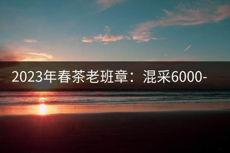 2023年春茶老班章：混采6000-8000元／公斤，挑采：12000元／公斤