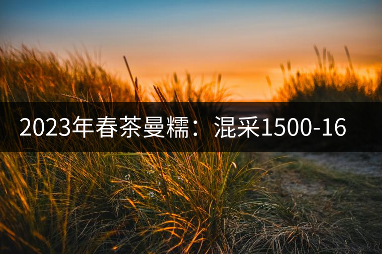 2023年春茶曼糯：混采1500-1600元／公斤，挑采2000-2400元／公斤