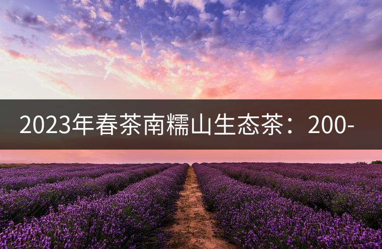 2023年春茶南糯山生態(tài)茶：200-300元／公斤，古樹：900-1500元／公斤