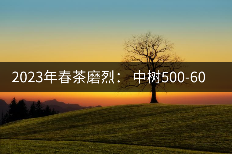 2023年春茶磨烈: 中樹(shù)500-600元/公斤,古樹(shù)混采:2200-2600元/公斤 2023年春茶磨烈: 中樹(shù)500-600元/公斤,古樹(shù)混采:2200-2600元/公斤
