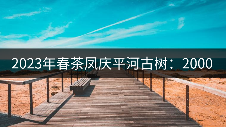 2023年春茶鳳慶平河古樹:2000-2500/公斤 2023年春茶鳳慶平河古樹:2000-2500/公斤