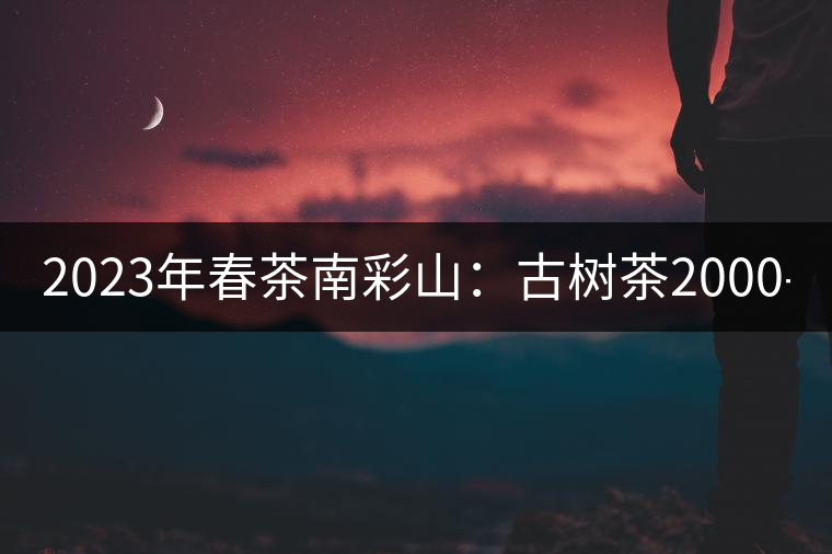 2023年春茶南彩山：古樹茶2000-2200元／公斤，大樹混采1200-1500元／公斤。