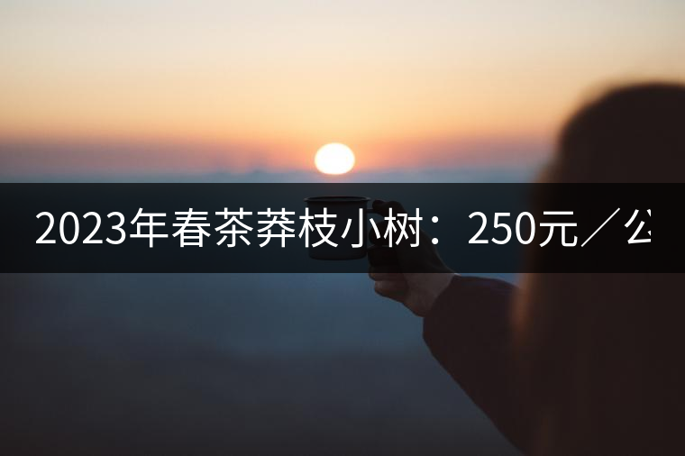 2023年春茶莽枝小樹：250元／公斤， 古樹：1000-1200元／公斤