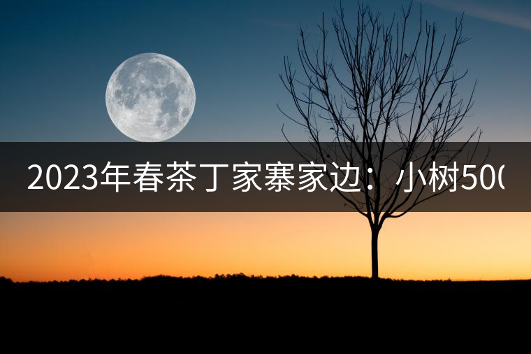 2023年春茶丁家寨家邊：小樹500元／公斤，古樹1500-1600元／公斤
