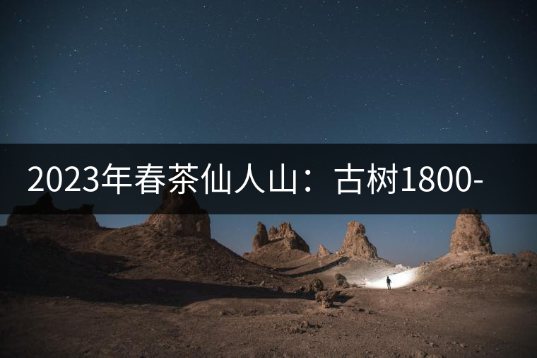 2023年春茶仙人山：古樹1800-2500元／公斤，老曼峨：小樹：600元／公斤 1600-1800元／公斤