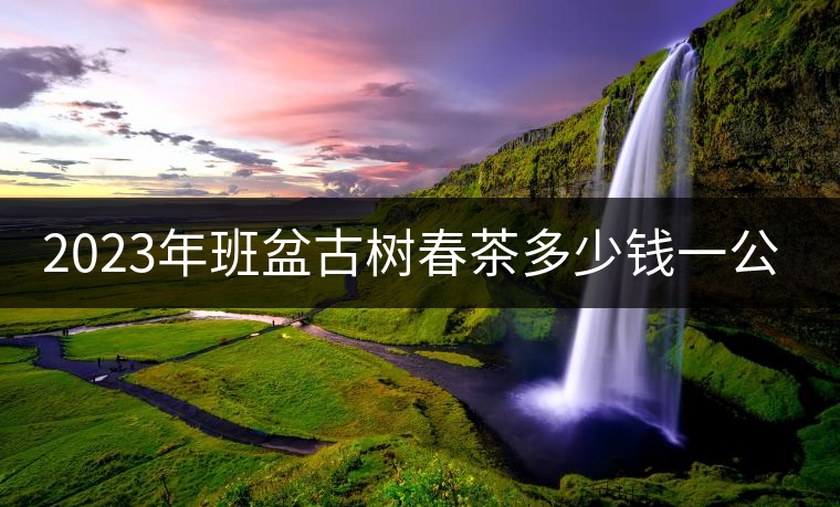 2023年班盆古樹春茶多少錢一公斤? 2023年班盆古樹春茶多少錢一公斤?
