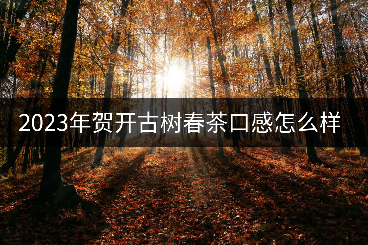 2023年賀開(kāi)古樹春茶口感怎么樣？