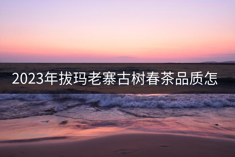 2023年拔瑪老寨古樹春茶品質怎么樣？