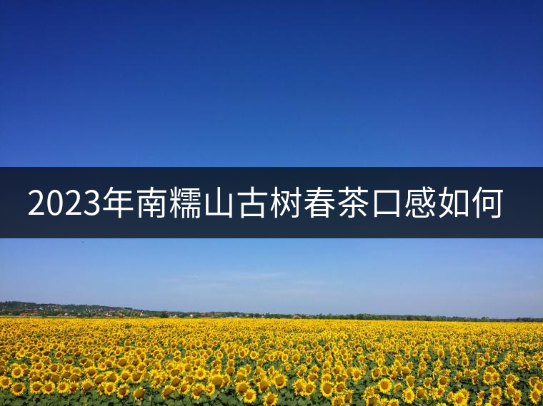 2023年南糯山古樹春茶口感如何？