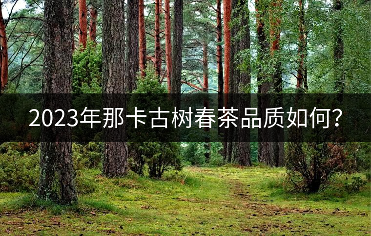 2023年那卡古樹春茶品質如何？