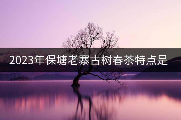 2023年保塘老寨古樹春茶特點(diǎn)是什么？