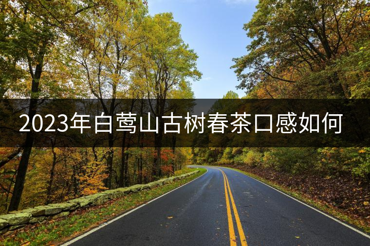 2023年白鶯山古樹春茶口感如何? 2023年白鶯山古樹春茶口感如何?