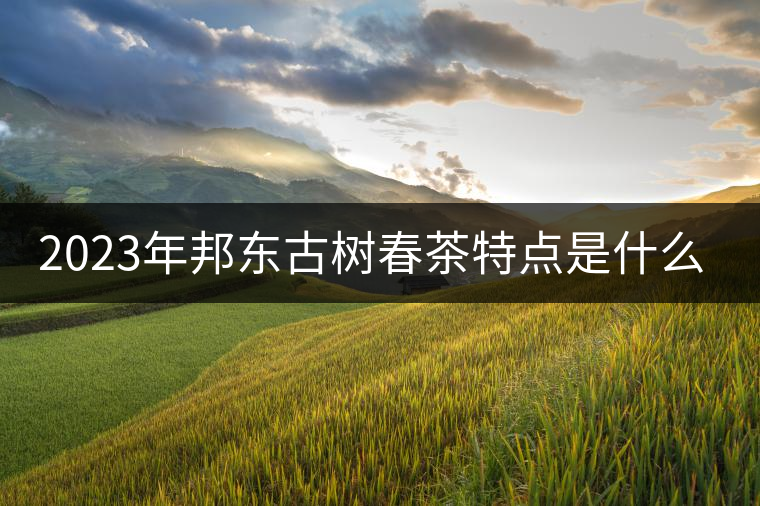 2023年邦東古樹春茶特點(diǎn)是什么? 2023年邦東古樹春茶特點(diǎn)是什么?