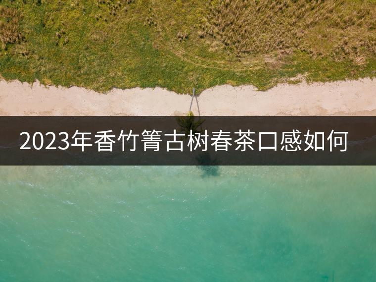 2023年香竹箐古樹春茶口感如何？