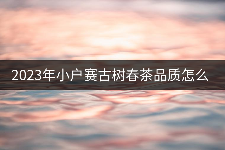 2023年小戶賽古樹春茶品質(zhì)怎么樣？