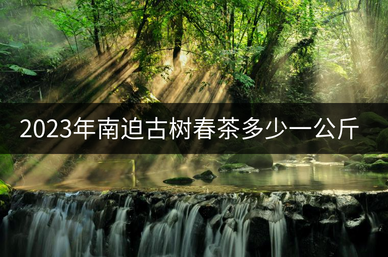 2023年南迫古樹(shù)春茶多少一公斤？