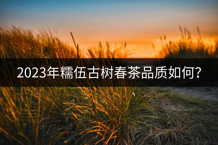 2023年糯伍古樹春茶品質(zhì)如何？