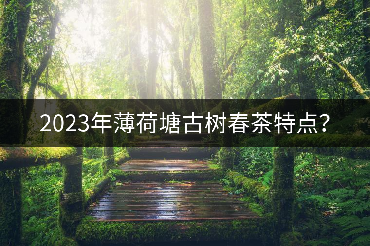 2023年薄荷塘古樹(shù)春茶特點(diǎn)？