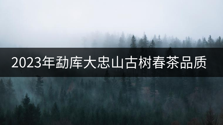 2023年勐庫(kù)大忠山古樹春茶品質(zhì)怎么樣？