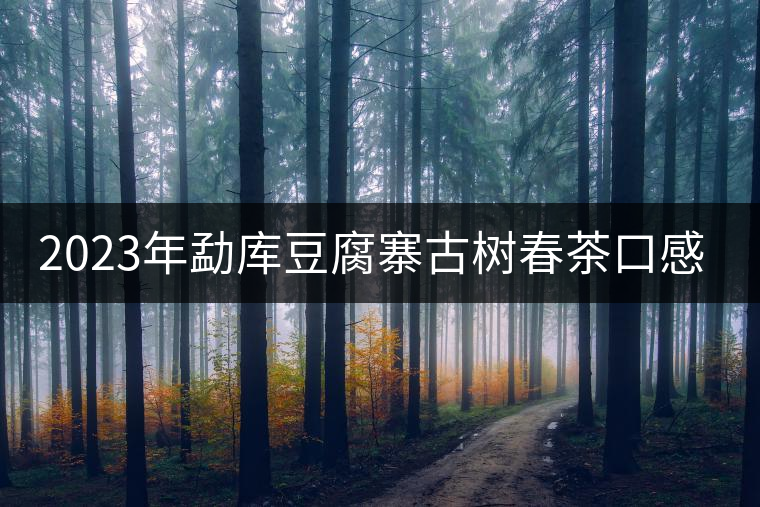 2023年勐庫豆腐寨古樹春茶口感怎么樣？
