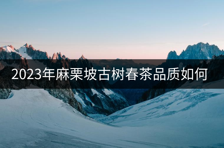 2023年麻栗坡古樹春茶品質(zhì)如何？