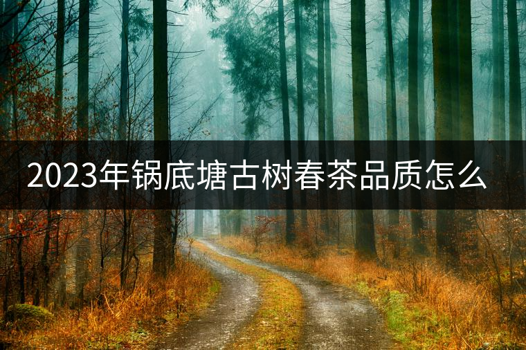 2023年鍋底塘古樹春茶品質(zhì)怎么樣？