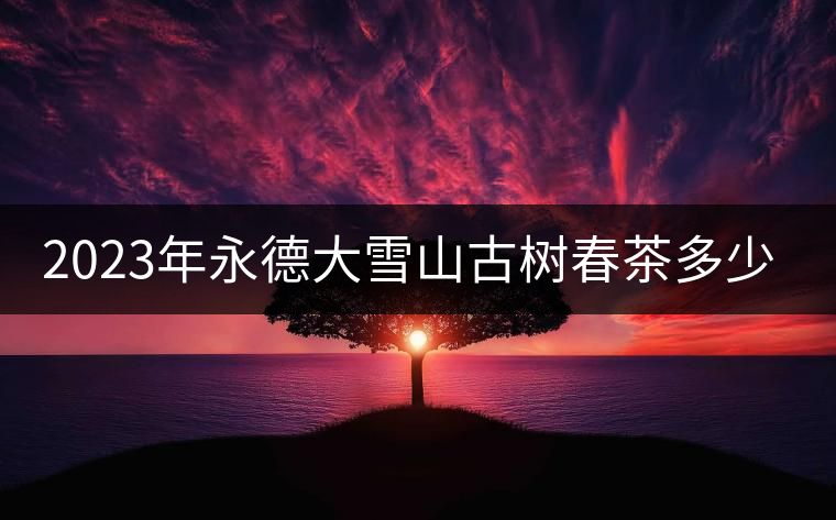 2023年永德大雪山古樹(shù)春茶多少一公斤？