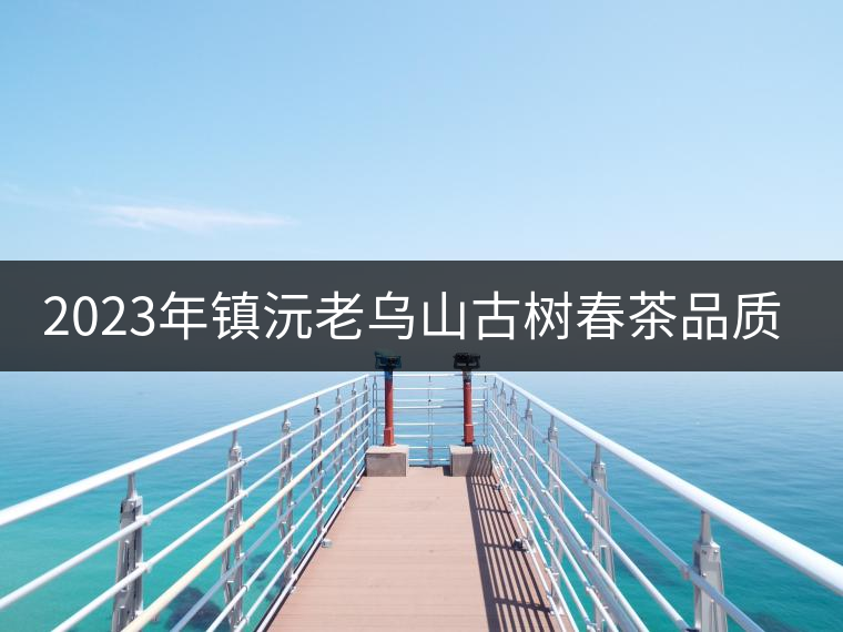 2023年鎮(zhèn)沅老烏山古樹春茶品質(zhì)如何？